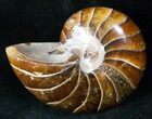 Cretaceous Nautilus Fossil - Madagascar #12845-1